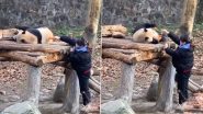 Viral Video: गहरी नींद में सो रहे पांडा को ज़ूकीपर ने खाना खिलाने के जगाया, देखें क्यूट वीडियो